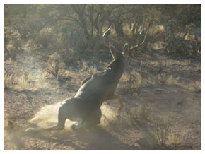 deer hunting in old mexico