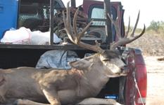 Past Whitetail and Mule Deer Hunting Trips